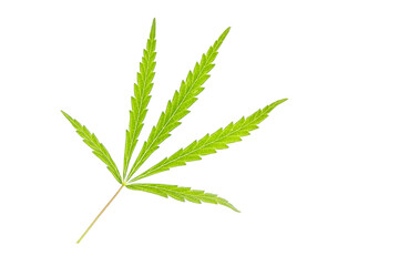Marijuana leaf isolated on white background