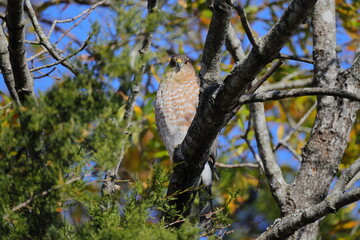 Obraz premium Red shouldered hawk perched in tree against blue winter sky. 