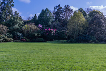 Fototapeta premium Backyard Retreat with Verdant Grass and Flourishing Greenery