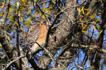 Red shouldered hawk perched in tree against blue winter sky. 