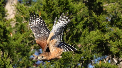 Fototapeta premium Red shouldered hawk flying out of cedar tree. 