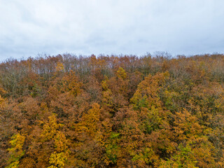 Obraz premium Autumnal Forest Canopy: A High-Angle View of Colorful Fall Foliage.High-angle view of a dense forest with a vibrant mix of autumnal colors.