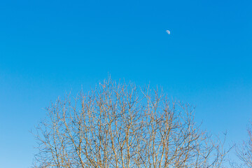 blue sky with tree branches and moon