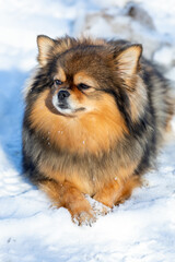 A Spitz dog lies on the white snow in winter and looks with contempt