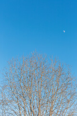 blue sky with tree branches and moon