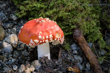 A vibrant red toadstool with white spots stands amidst moss and forest ground.