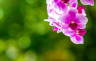 Obraz premium Purple Orchid branch on green natural background 