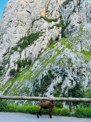 Mountain goat scratching. Mountain goats on the road