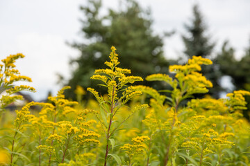 Goldenrod plant and yellow flowers