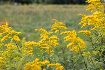 Goldenrod plant and yellow flowers