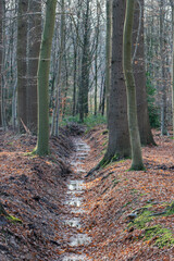 Obraz premium Spätherbst im Münsterland