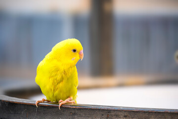 close-up portrait of yellow colored budgie