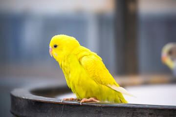close-up portrait of yellow colored budgie