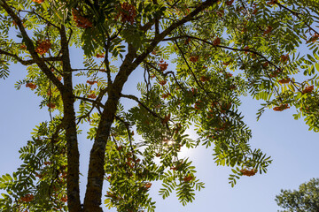 the beautiful foliage of the mountain ash in sunny weather