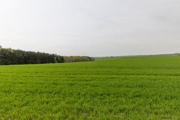 Obraz premium green wheat in cloudy weather in spring