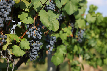 Ripe juicy grapes growing in vineyard outdoors, space for text