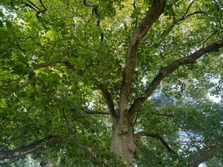 Fototapeta premium Beautiful tree with green leaves outdoors, bottom view