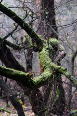 Frozen autumn leaves. Morning sun in the autumn forest. Tree without leaves