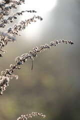 Frozen autumn leaves. Morning sun in the autumn forest. Tree without leaves
