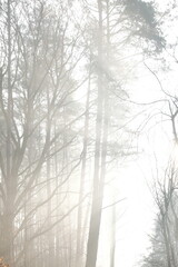 Fototapeta premium Frozen autumn leaves. Morning sun in the autumn forest. Tree without leaves