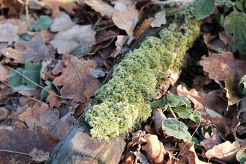 Naklejka premium Frozen autumn leaves. Morning sun in the autumn forest. Tree without leaves