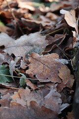 Fototapeta premium Frozen autumn leaves. Morning sun in the autumn forest. Tree without leaves