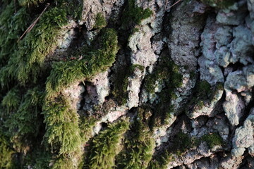 Frozen autumn leaves. Morning sun in the autumn forest. Tree without leaves