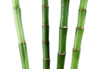 Fototapeta premium Stems of decorative bamboo plant isolated on white
