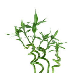 Fototapeta premium Stems of decorative bamboo plant isolated on white