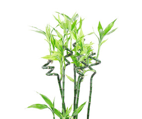 Fototapeta premium Stems of decorative bamboo plant isolated on white