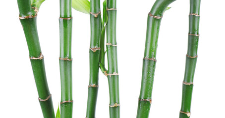 Obraz premium Stems of decorative bamboo plant isolated on white