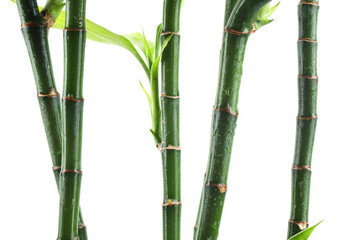 Fototapeta premium Stems of decorative bamboo plant isolated on white