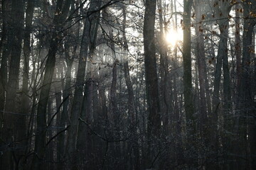Fototapeta premium Frozen autumn leaves. Morning sun in the autumn forest. Tree without leaves