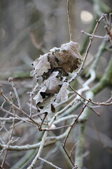 Frozen autumn leaves. Morning sun in the autumn forest. Tree without leaves