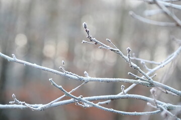 Obraz premium Frozen autumn leaves. Morning sun in the autumn forest. Tree without leaves