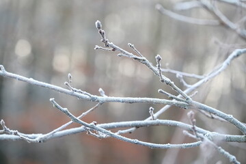 Frozen autumn leaves. Morning sun in the autumn forest. Tree without leaves