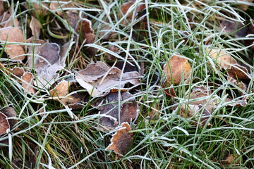 Fototapeta premium Frozen autumn leaves. Morning sun in the autumn forest. Tree without leaves