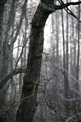 Frozen autumn leaves. Morning sun in the autumn forest. Tree without leaves