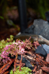 A Serene Aquatic Garden that Features Vibrant Flora, Rocks, and Welcoming Atmosphere