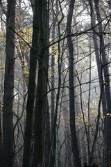 Obraz premium Frozen autumn leaves. Morning sun in the autumn forest. Tree without leaves