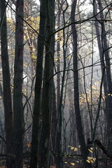 Obraz premium Frozen autumn leaves. Morning sun in the autumn forest. Tree without leaves