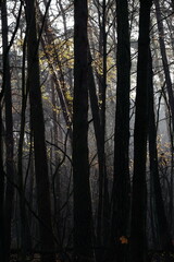 Obraz premium Frozen autumn leaves. Morning sun in the autumn forest. Tree without leaves