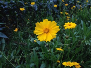 Obraz premium yellow flower in the garden