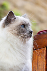 Ragdoll Katze auf einer Holzbank auf der Terrasse