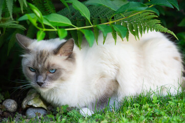 Ragdoll Katze liegt im Garten