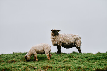 Obraz premium sheep in the field