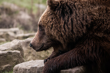 brown bear portrait
