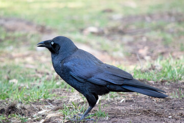 Fototapeta premium the Australian raven is a black bird with white eyes and grey feet and beak