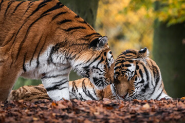 Fototapeta premium Tiger Liebe
