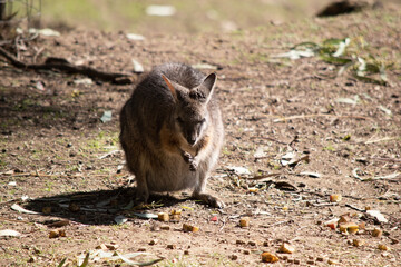 The tammar wallaby has dark greyish upperparts with a paler underside and rufous-coloured sides and limbs. The tammar wallaby has white stripes on its face.